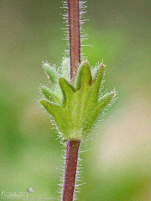 Parentucellia latifolia - Folha | Miguel Porto; CC BY-NC 4.0