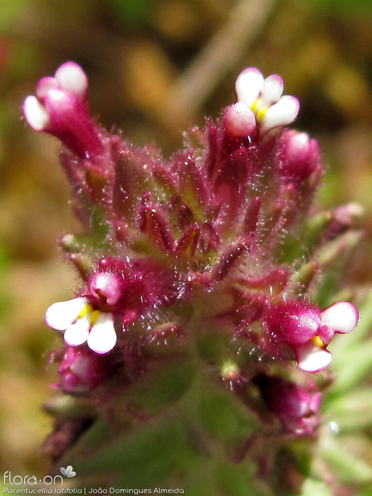 Parentucellia latifolia - Flor (close-up) | João Domingues Almeida; CC BY-NC 4.0