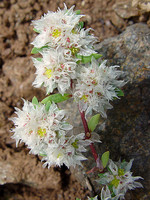 Paronychia argentea