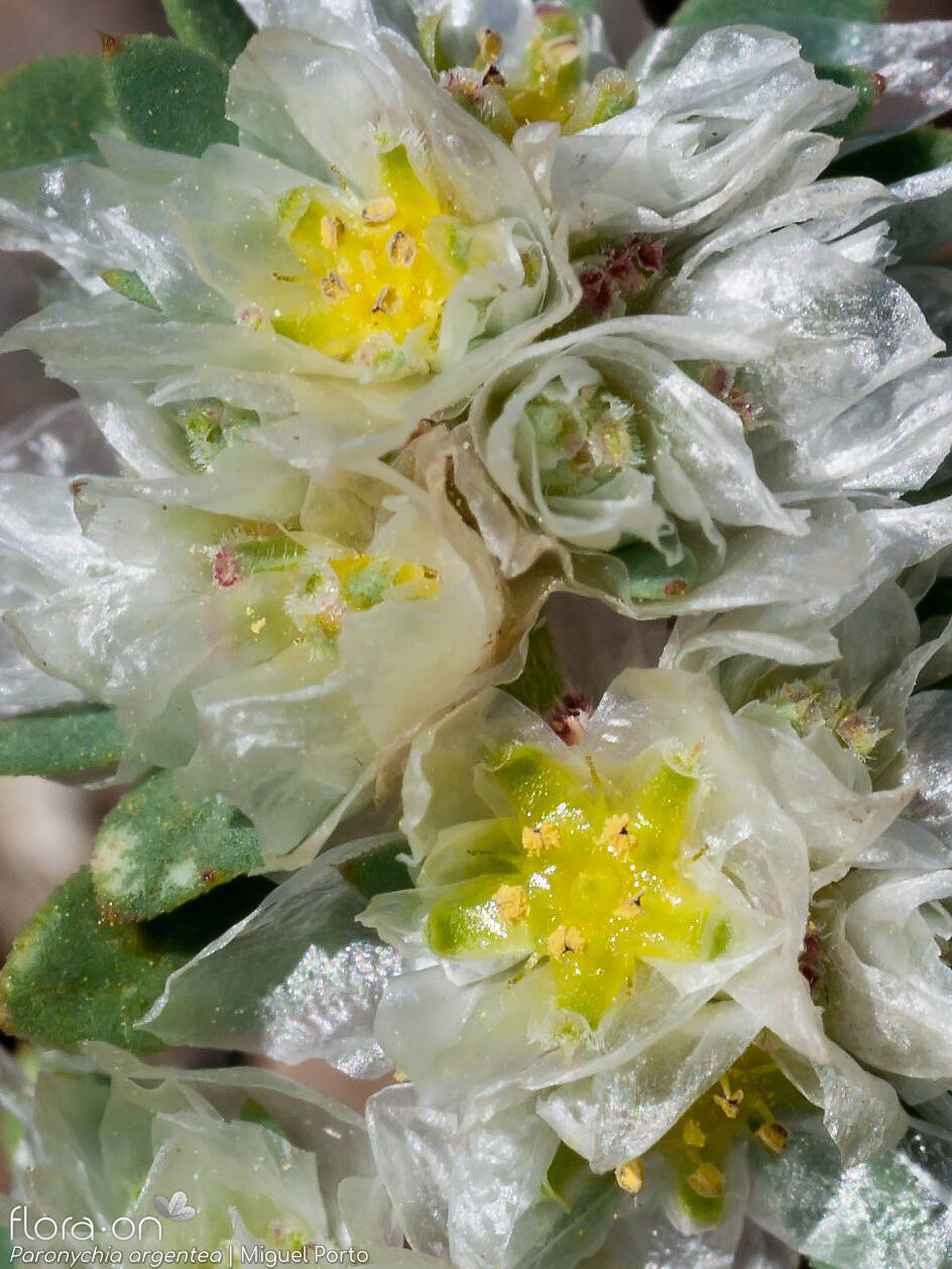 Paronychia argentea - Flor (close-up) | Miguel Porto; CC BY-NC 4.0