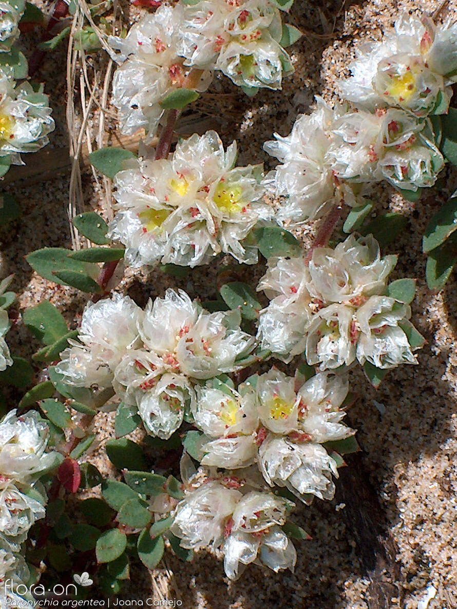 Paronychia argentea - Flor (geral) | Joana Camejo; CC BY-NC 4.0