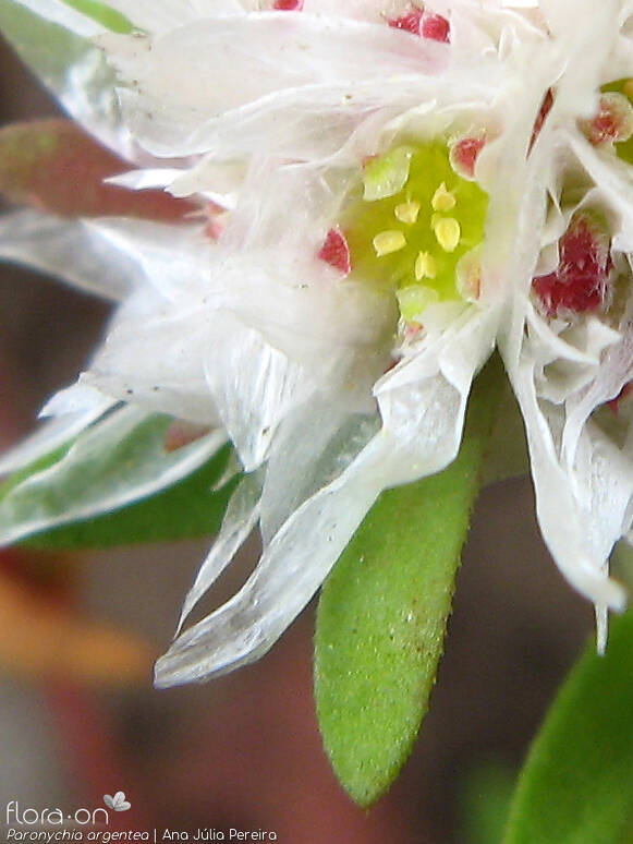Paronychia argentea - Flor (close-up) | Ana Júlia Pereira; CC BY-NC 4.0