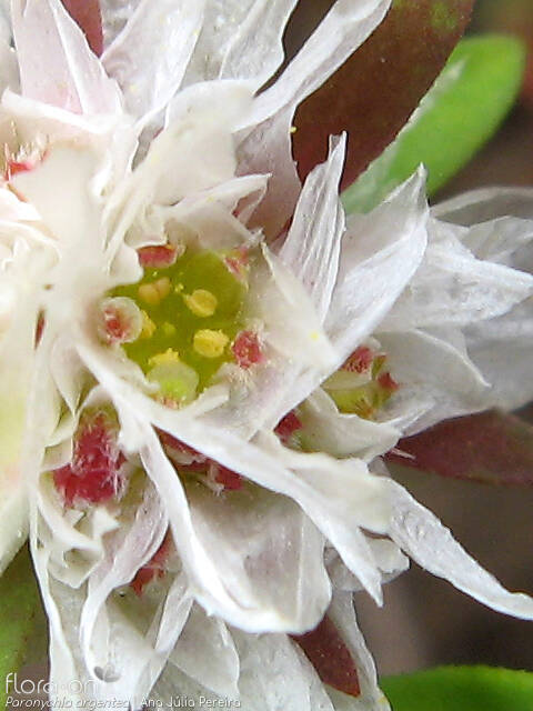 Paronychia argentea - Flor (close-up) | Ana Júlia Pereira; CC BY-NC 4.0