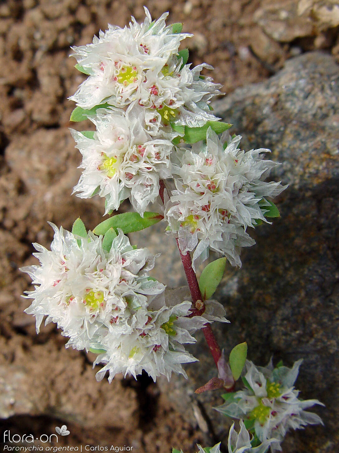 Paronychia argentea - Flor (geral) | Carlos Aguiar; CC BY-NC 4.0