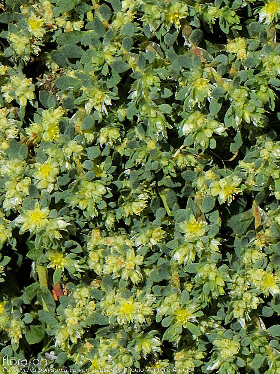 Paronychia polygonifolia velucensis - Hábito | Paulo Ventura Araújo; CC BY-NC 4.0