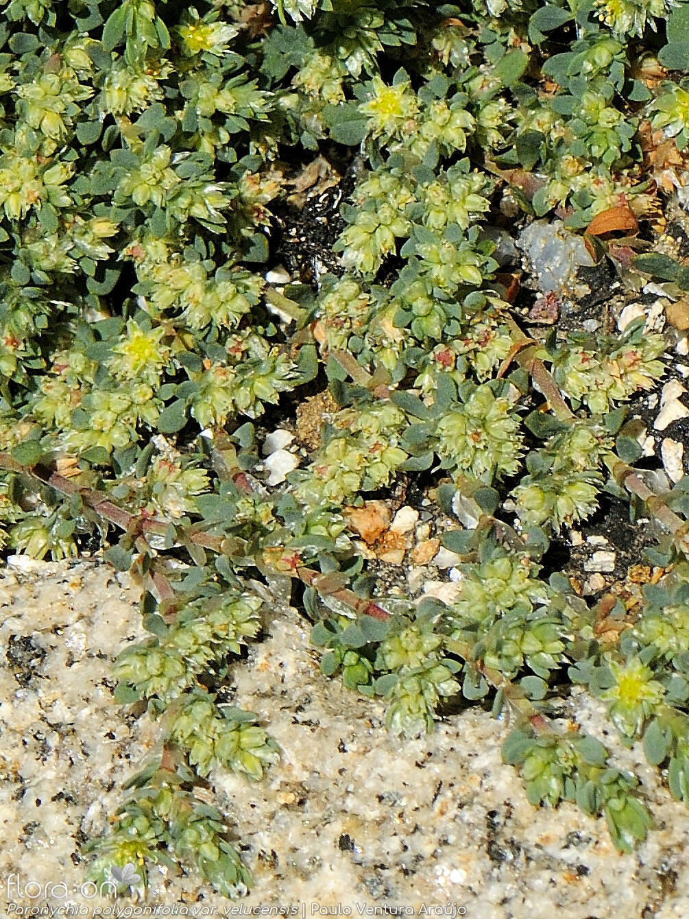 Paronychia polygonifolia velucensis - Hábito | Paulo Ventura Araújo; CC BY-NC 4.0
