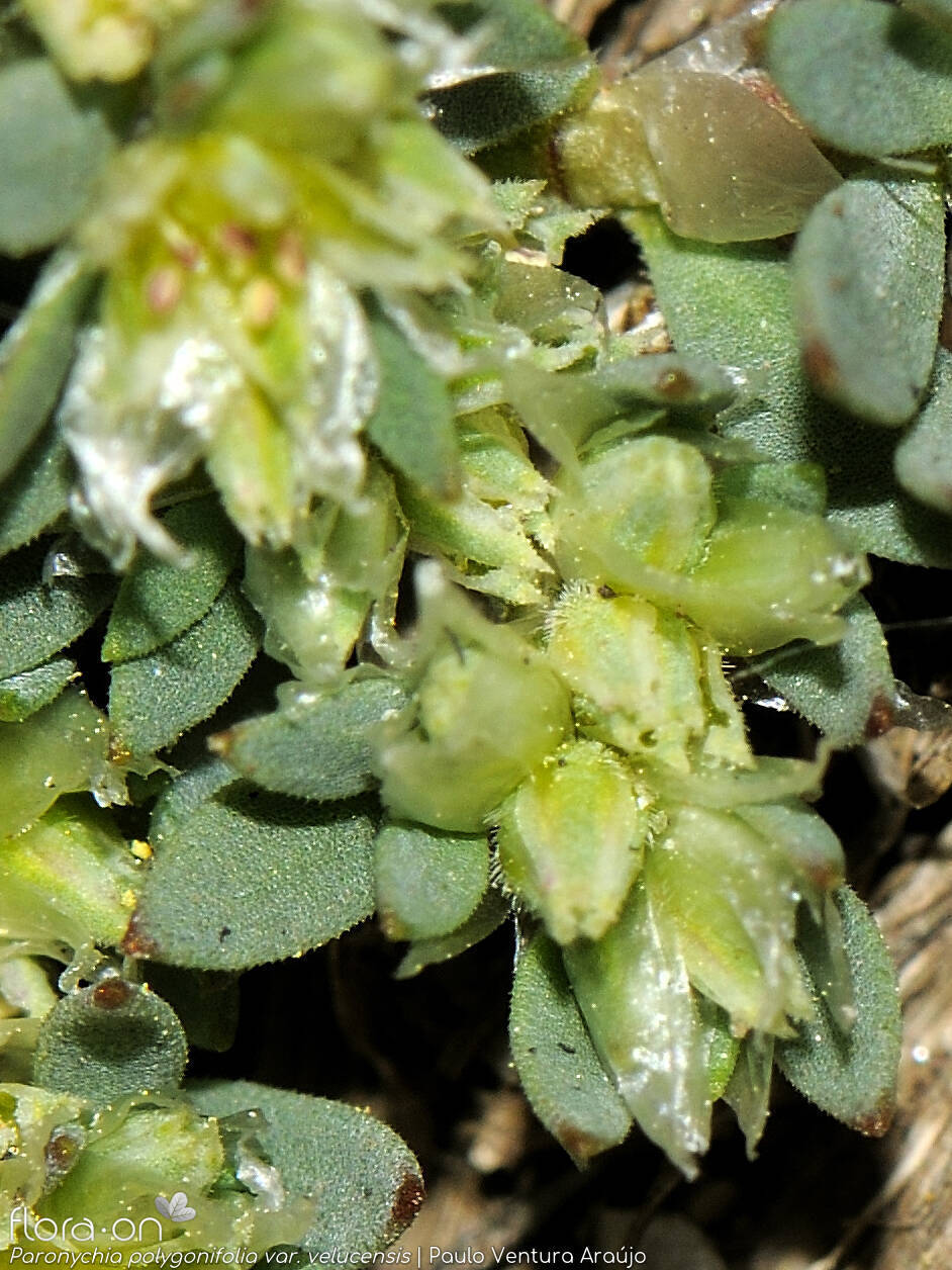 Paronychia polygonifolia velucensis - Flor (geral) | Paulo Ventura Araújo; CC BY-NC 4.0