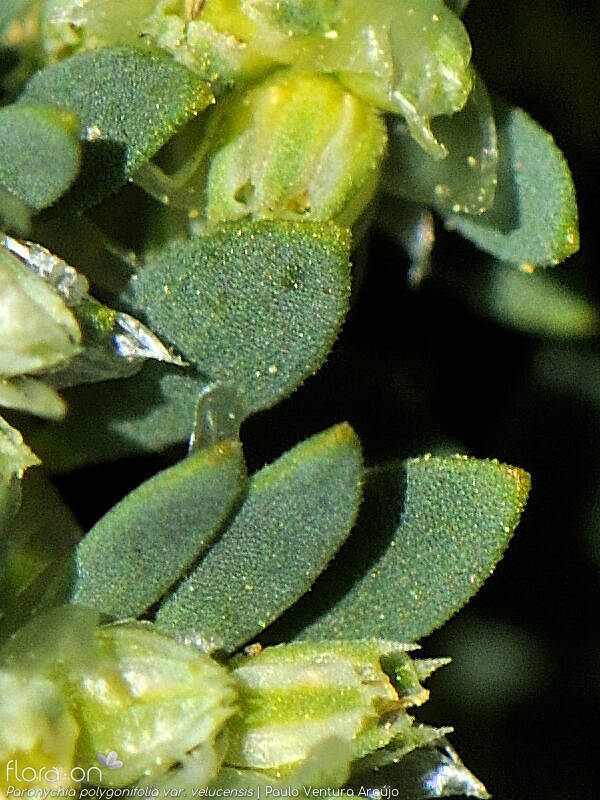 Paronychia polygonifolia velucensis - Folha | Paulo Ventura Araújo; CC BY-NC 4.0