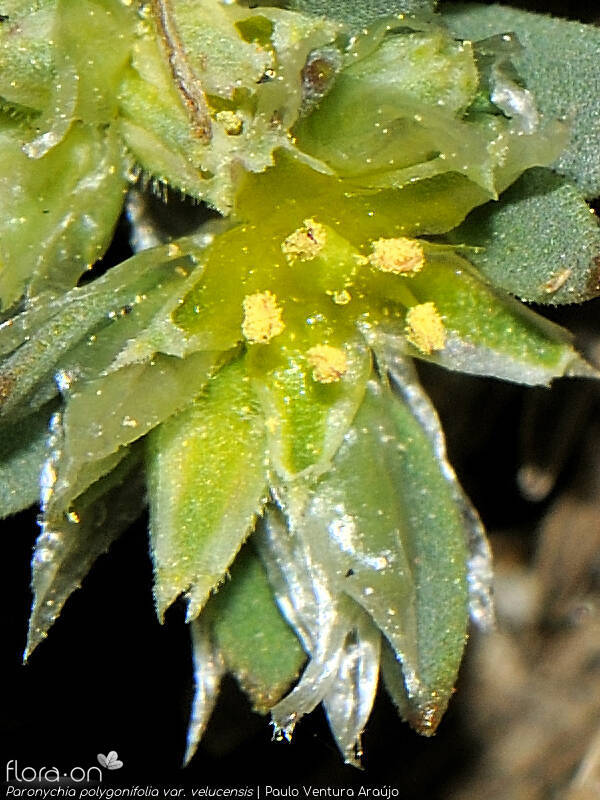 Paronychia polygonifolia velucensis - Flor (close-up) | Paulo Ventura Araújo; CC BY-NC 4.0