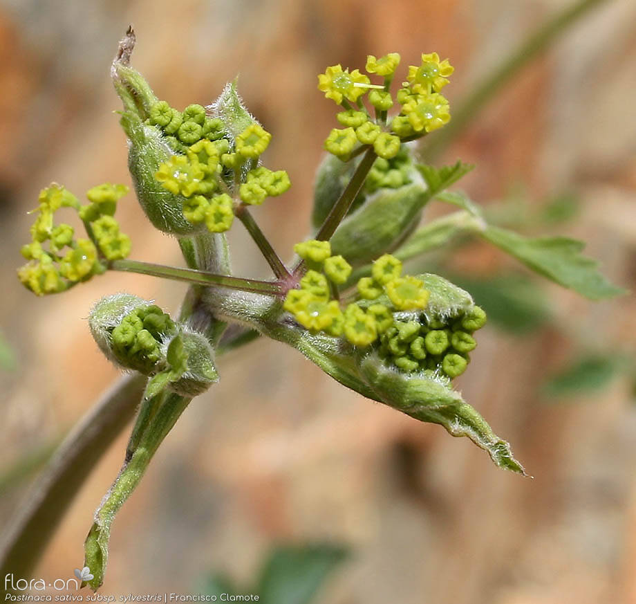 Pastinaca sativa sylvestris - Flor (close-up) | Francisco Clamote; CC BY-NC 4.0