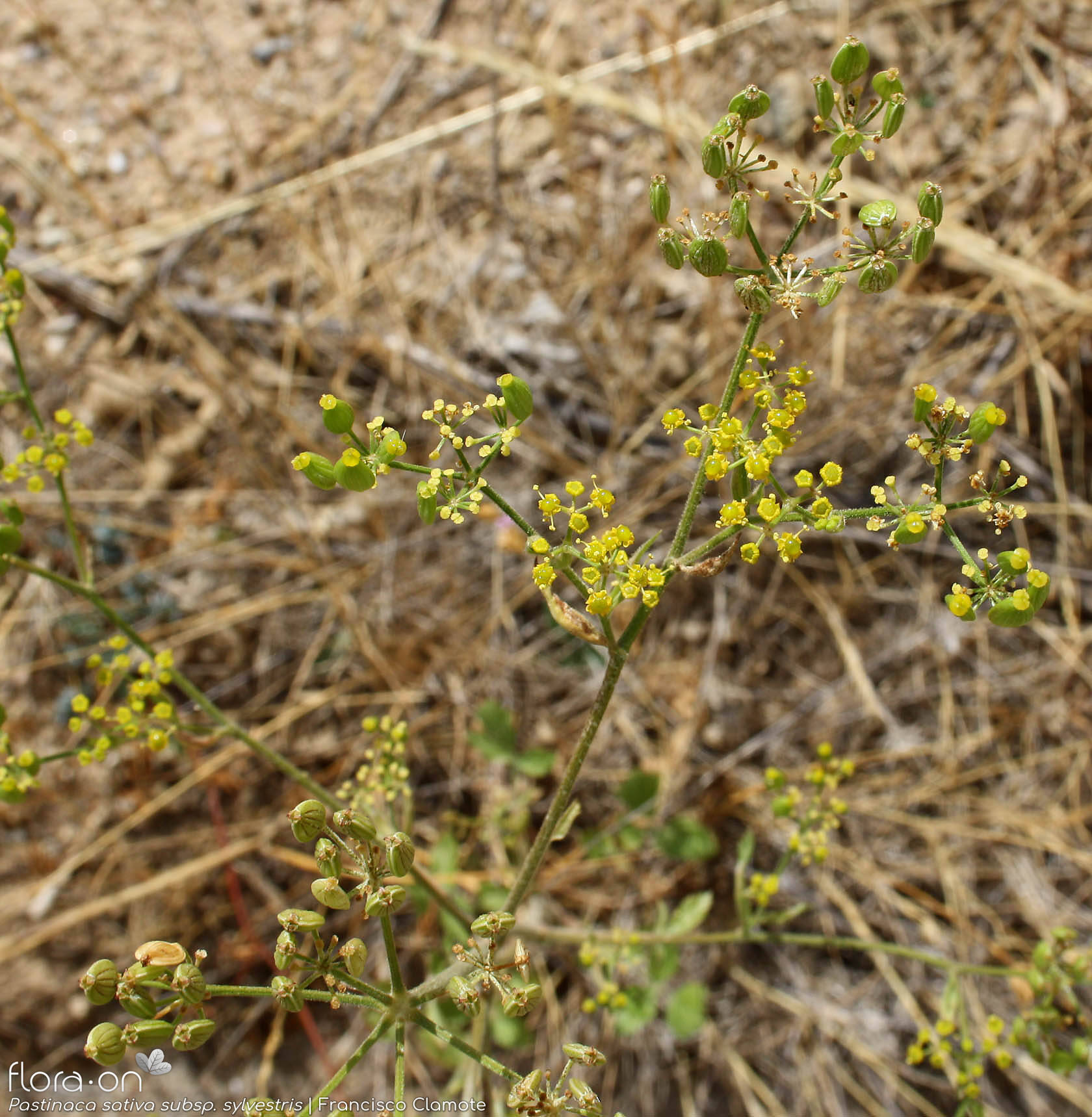 Pastinaca sativa sylvestris - Flor (geral) | Francisco Clamote; CC BY-NC 4.0