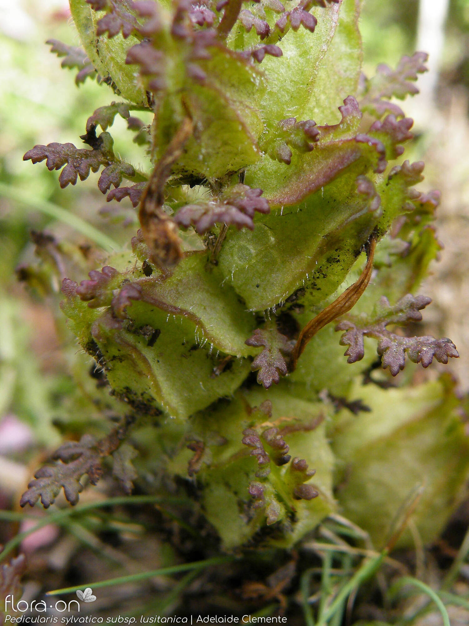 Pedicularis sylvatica lusitanica - Cálice | Adelaide Clemente; CC BY-NC 4.0