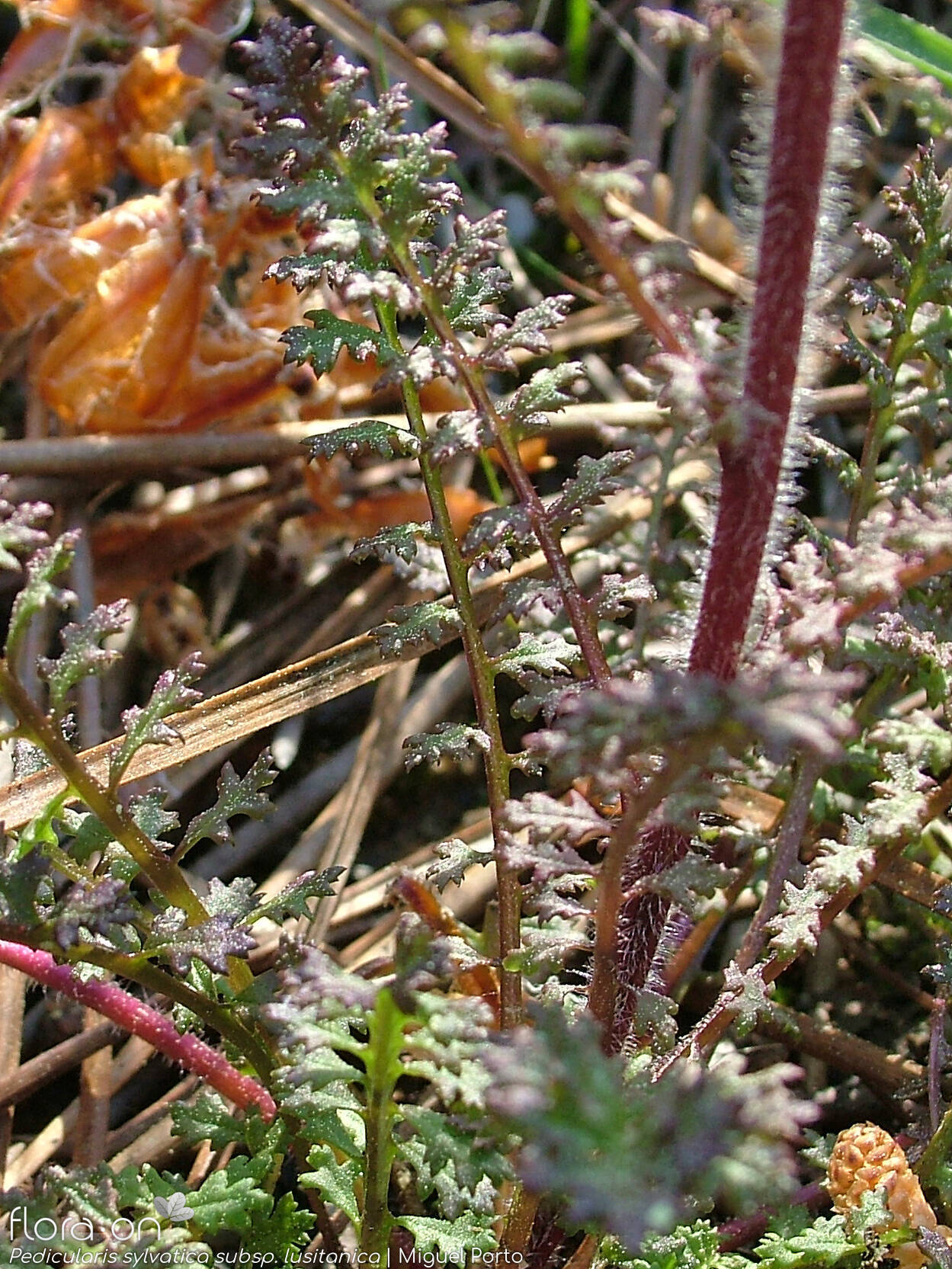 Pedicularis sylvatica lusitanica - Caule | Miguel Porto; CC BY-NC 4.0