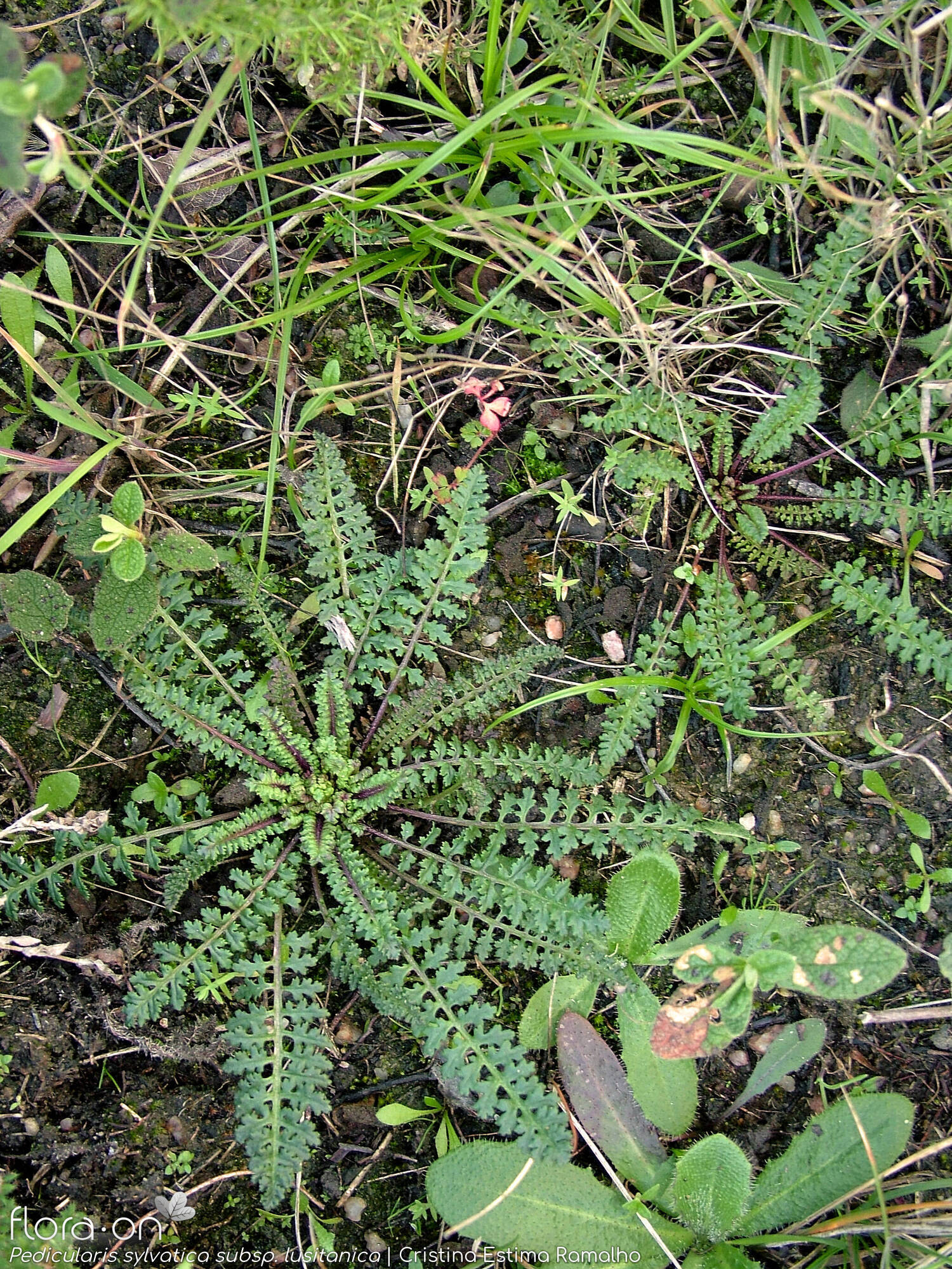 Pedicularis sylvatica lusitanica - Hábito | Cristina Estima Ramalho; CC BY-NC 4.0