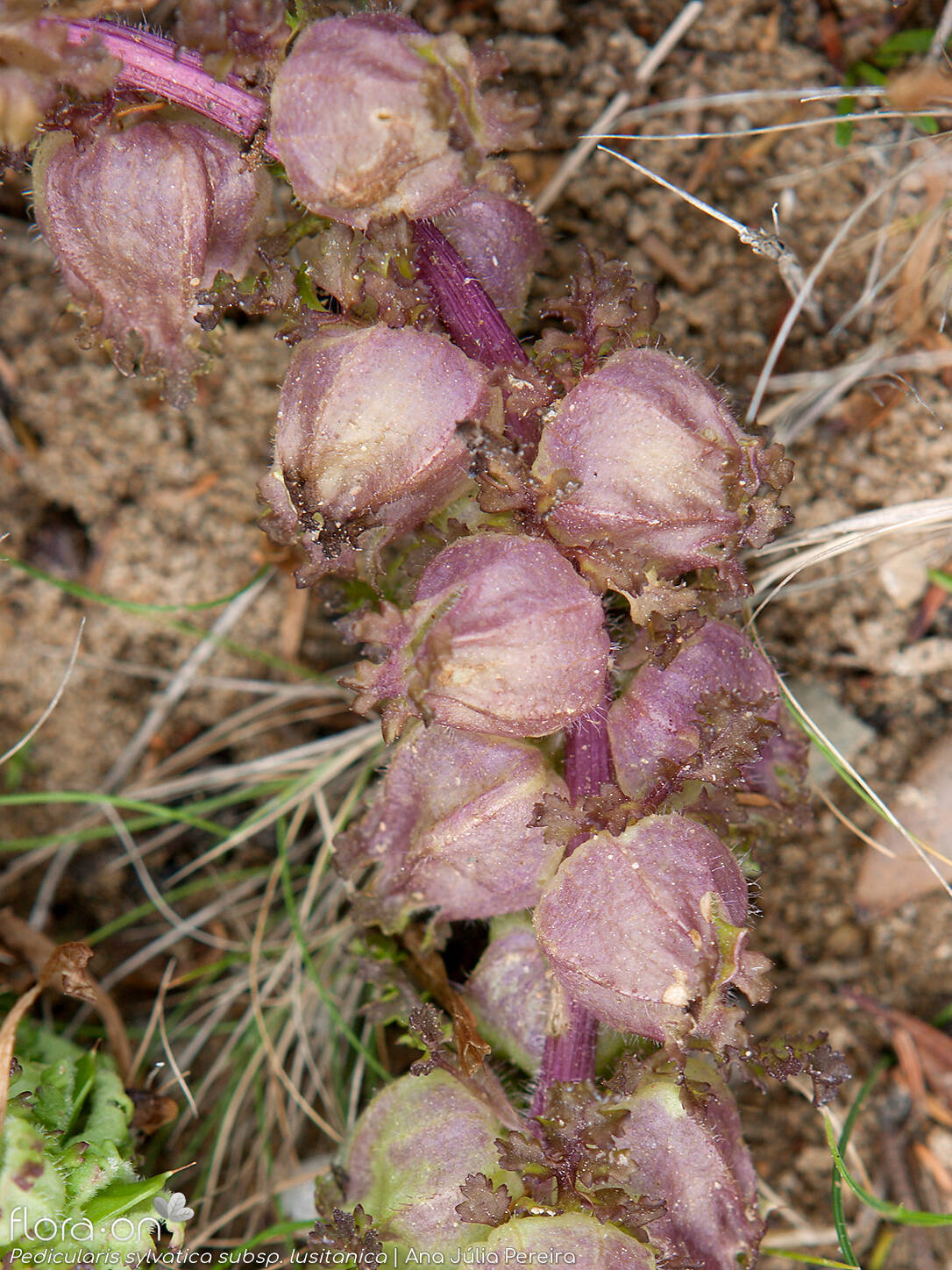 Pedicularis sylvatica lusitanica - Fruto | Ana Júlia Pereira; CC BY-NC 4.0