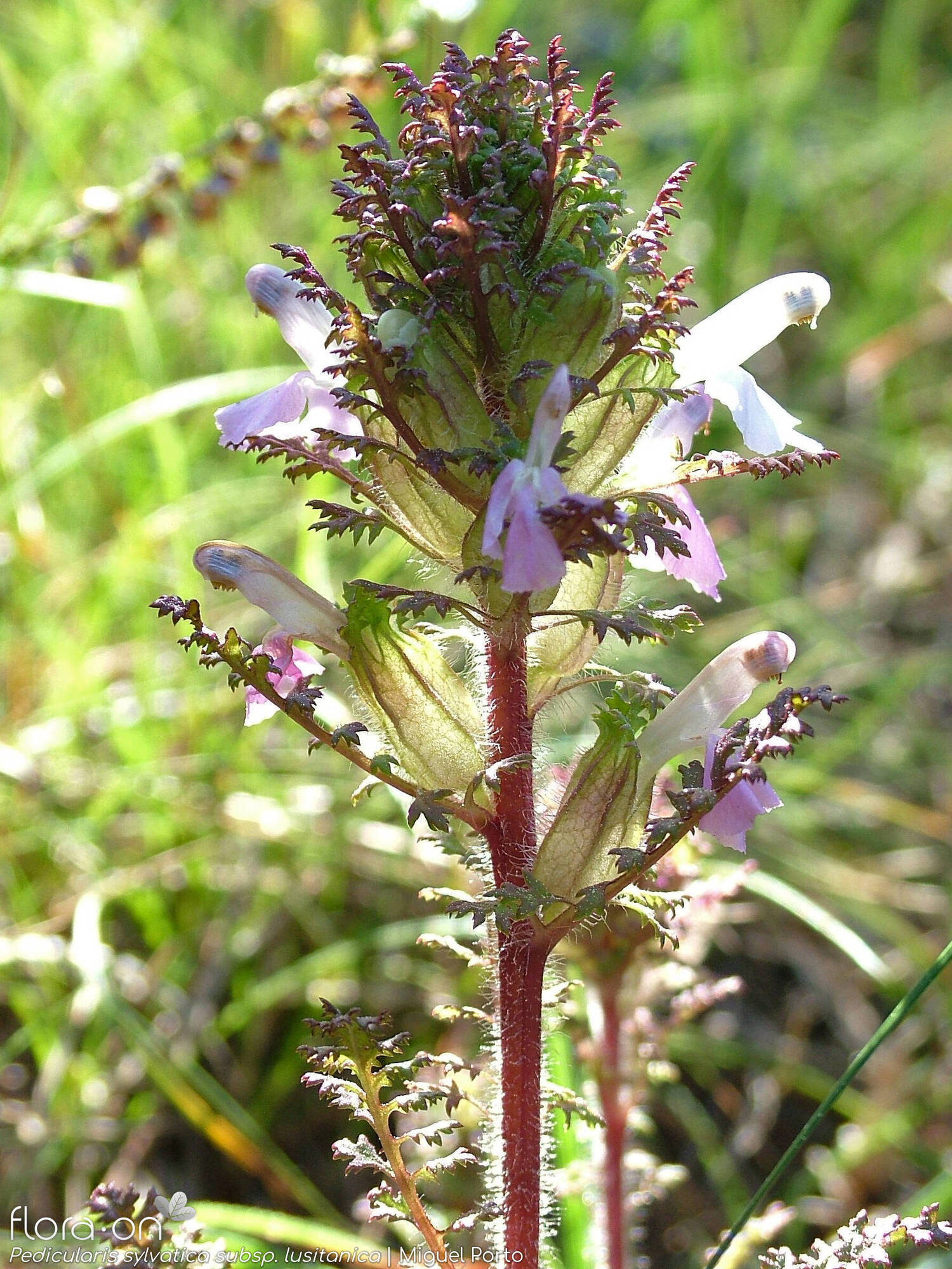 Pedicularis sylvatica lusitanica - Flor (geral) | Miguel Porto; CC BY-NC 4.0