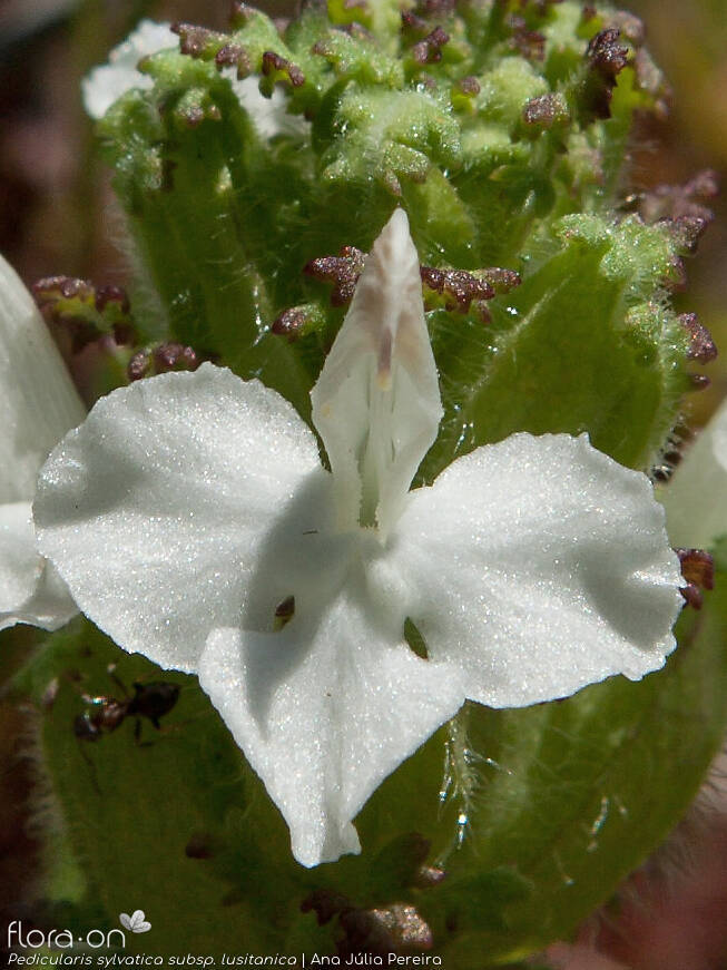 Pedicularis sylvatica lusitanica - Flor (close-up) | Ana Júlia Pereira; CC BY-NC 4.0