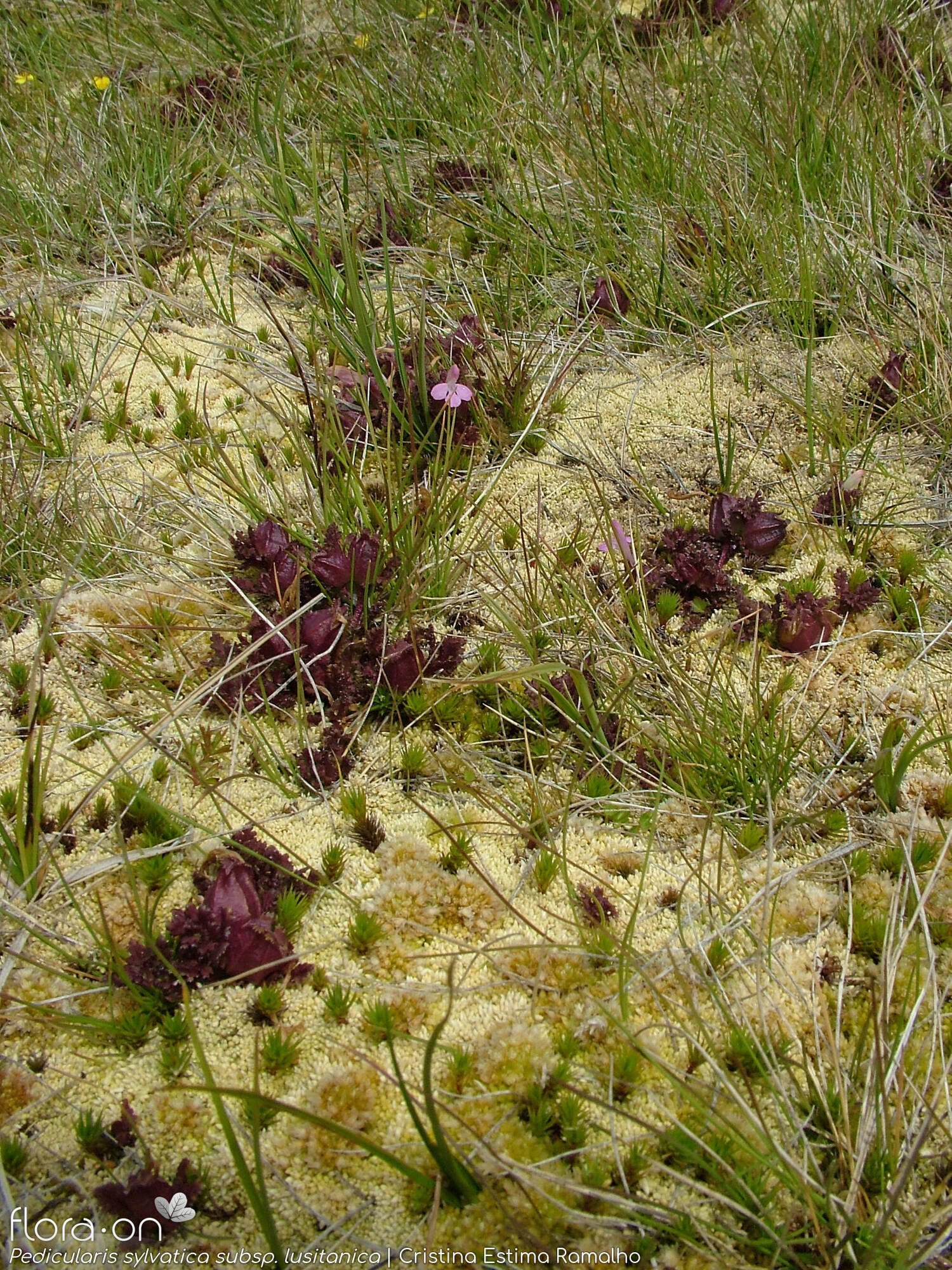 Pedicularis sylvatica lusitanica - Habitat | Cristina Estima Ramalho; CC BY-NC 4.0