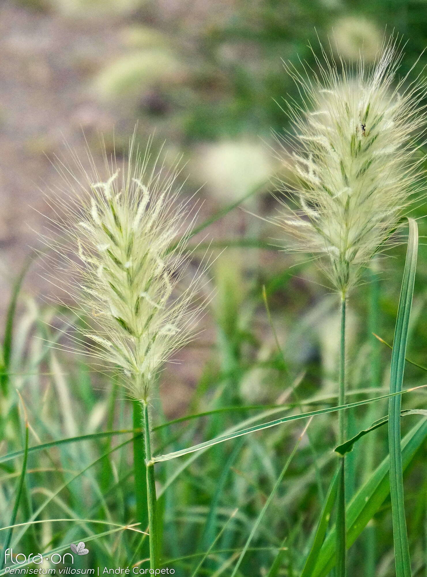 Pennisetum villosum - Flor (geral) | André Carapeto; CC BY-NC 4.0