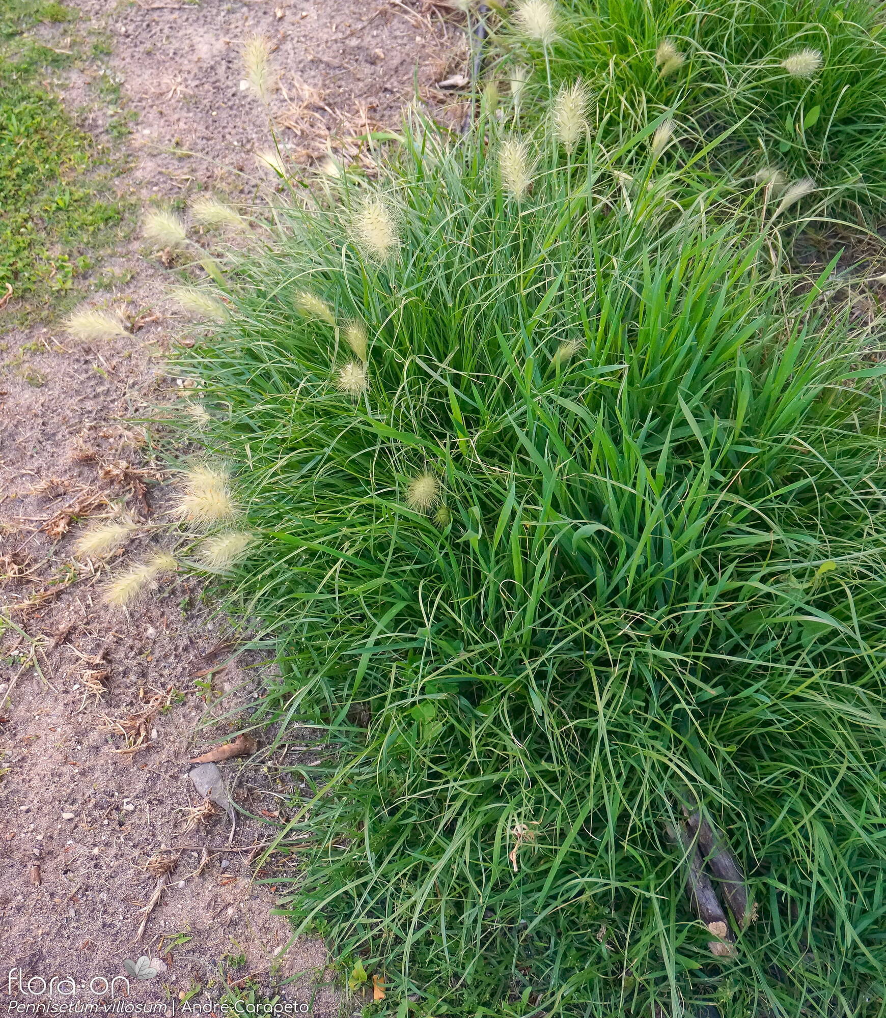 Pennisetum villosum - Hábito | André Carapeto; CC BY-NC 4.0