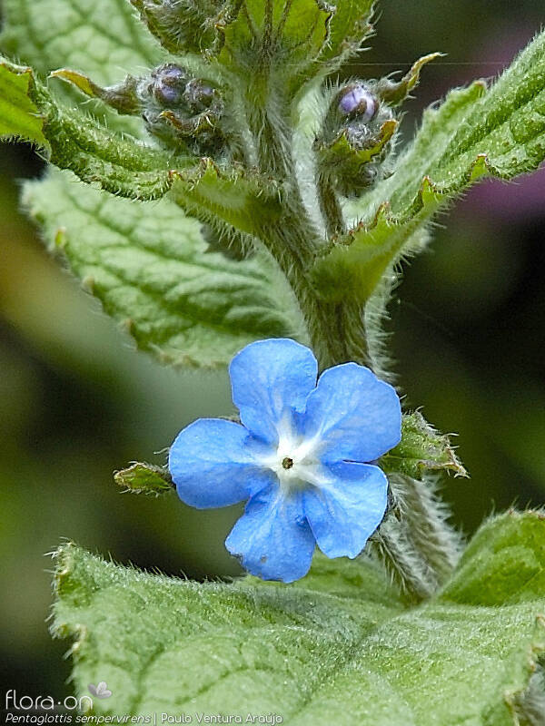 Pentaglottis