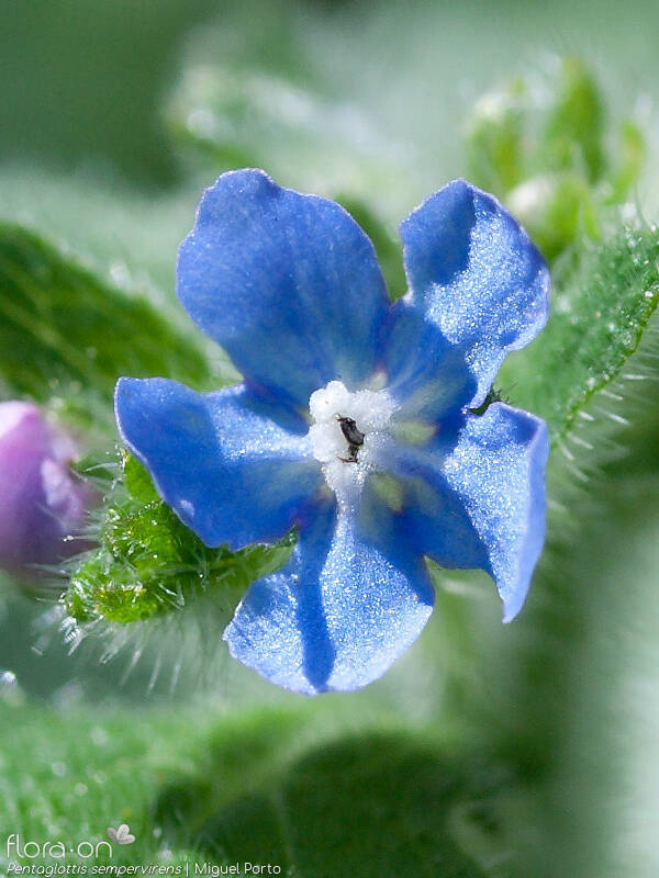 Pentaglottis sempervirens - Flor (close-up) | Miguel Porto; CC BY-NC 4.0