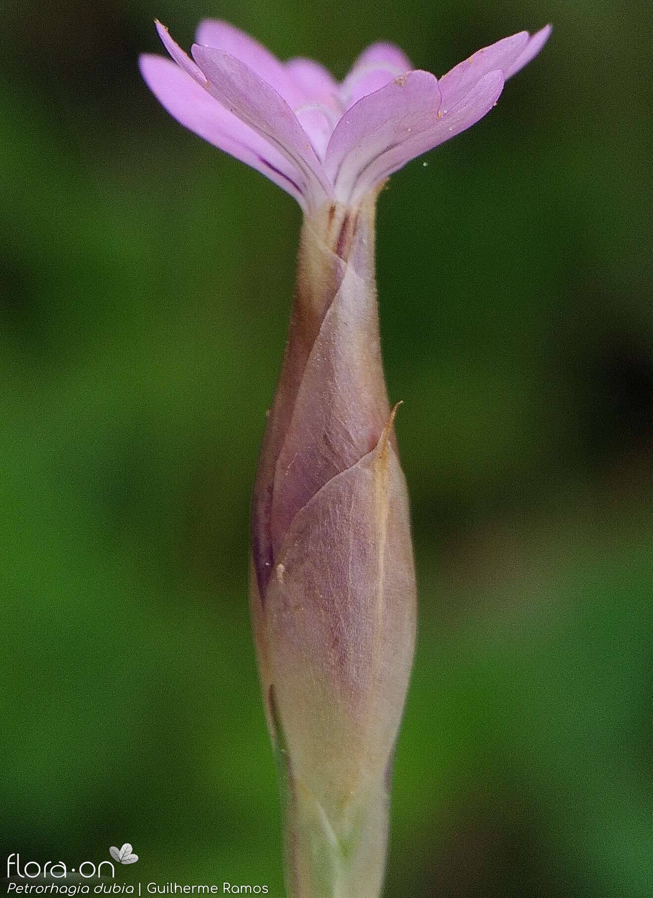 Petrorhagia dubia - Bráctea | Guilherme Ramos; CC BY-NC 4.0