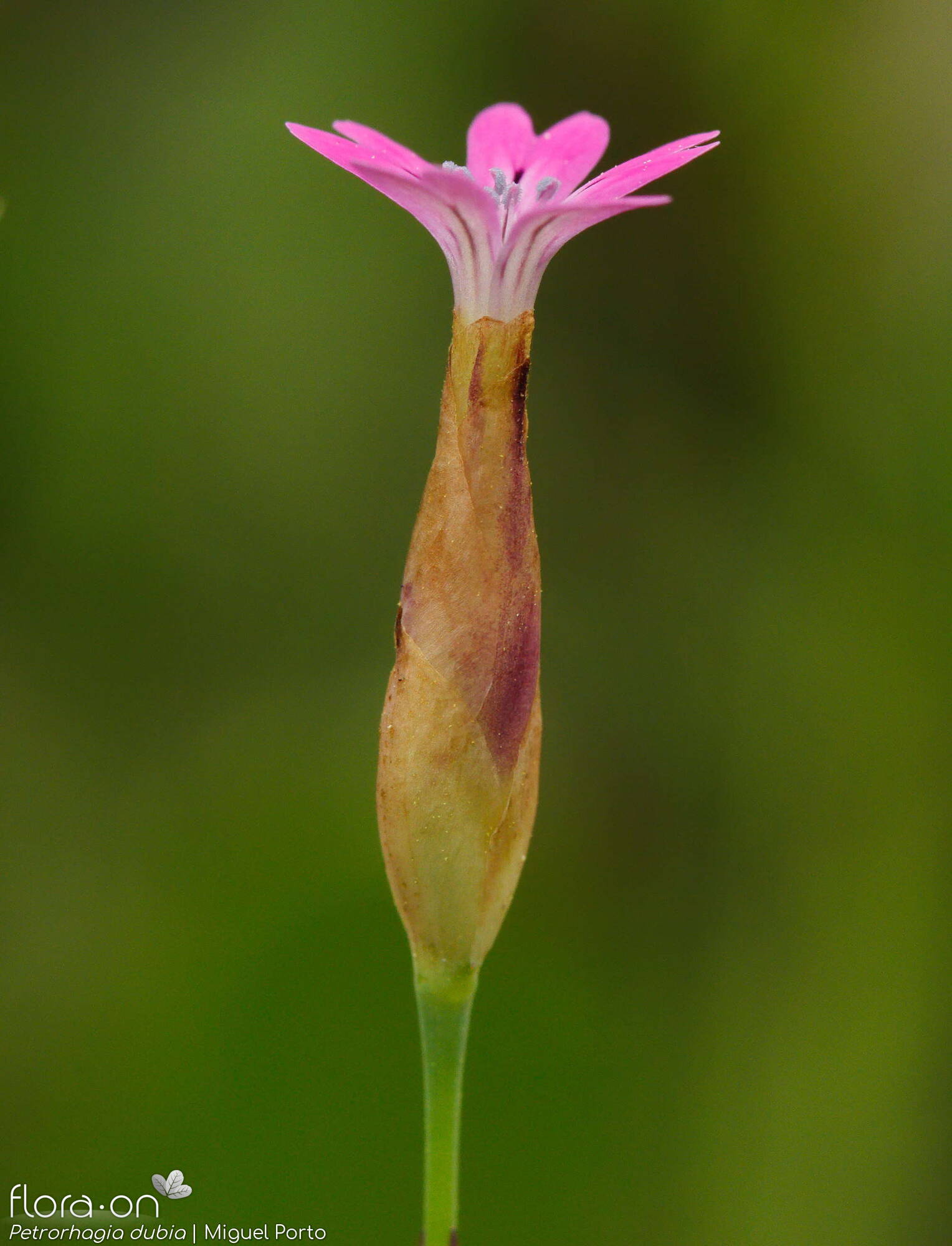 Petrorhagia dubia - Flor (geral) | Miguel Porto; CC BY-NC 4.0