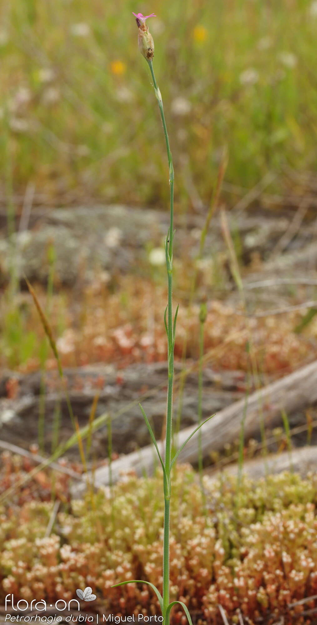 Petrorhagia dubia - Hábito | Miguel Porto; CC BY-NC 4.0