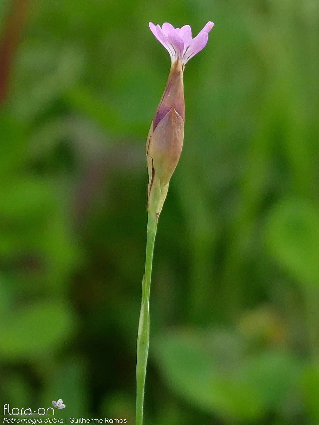 Petrorhagia dubia - Flor (geral) | Guilherme Ramos; CC BY-NC 4.0