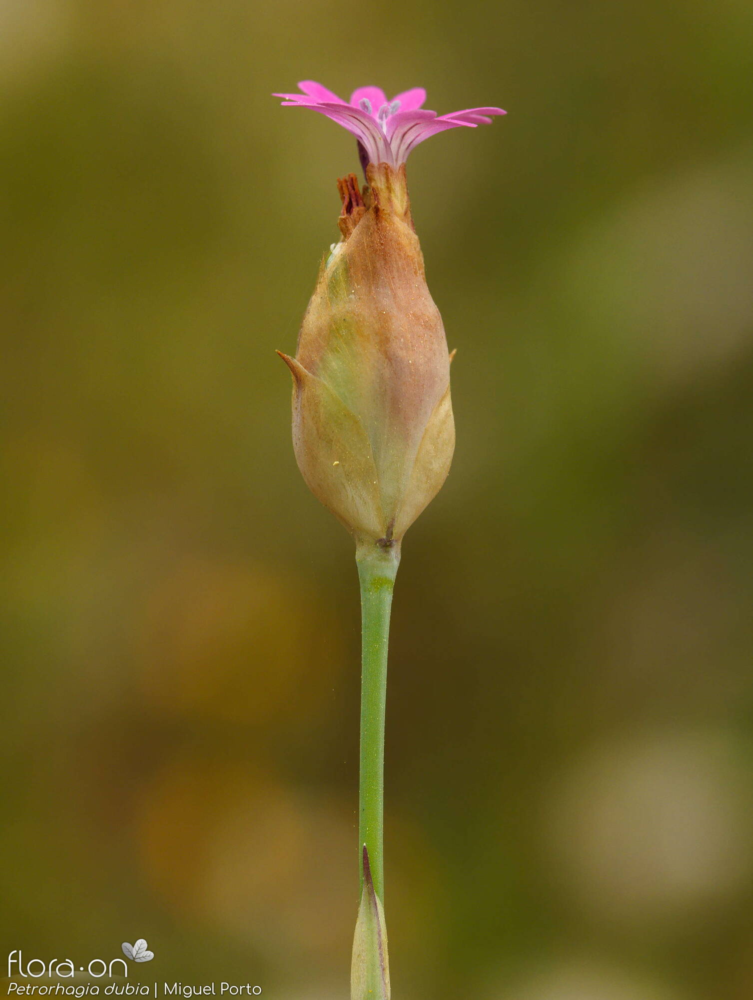 Petrorhagia dubia - Flor (geral) | Miguel Porto; CC BY-NC 4.0