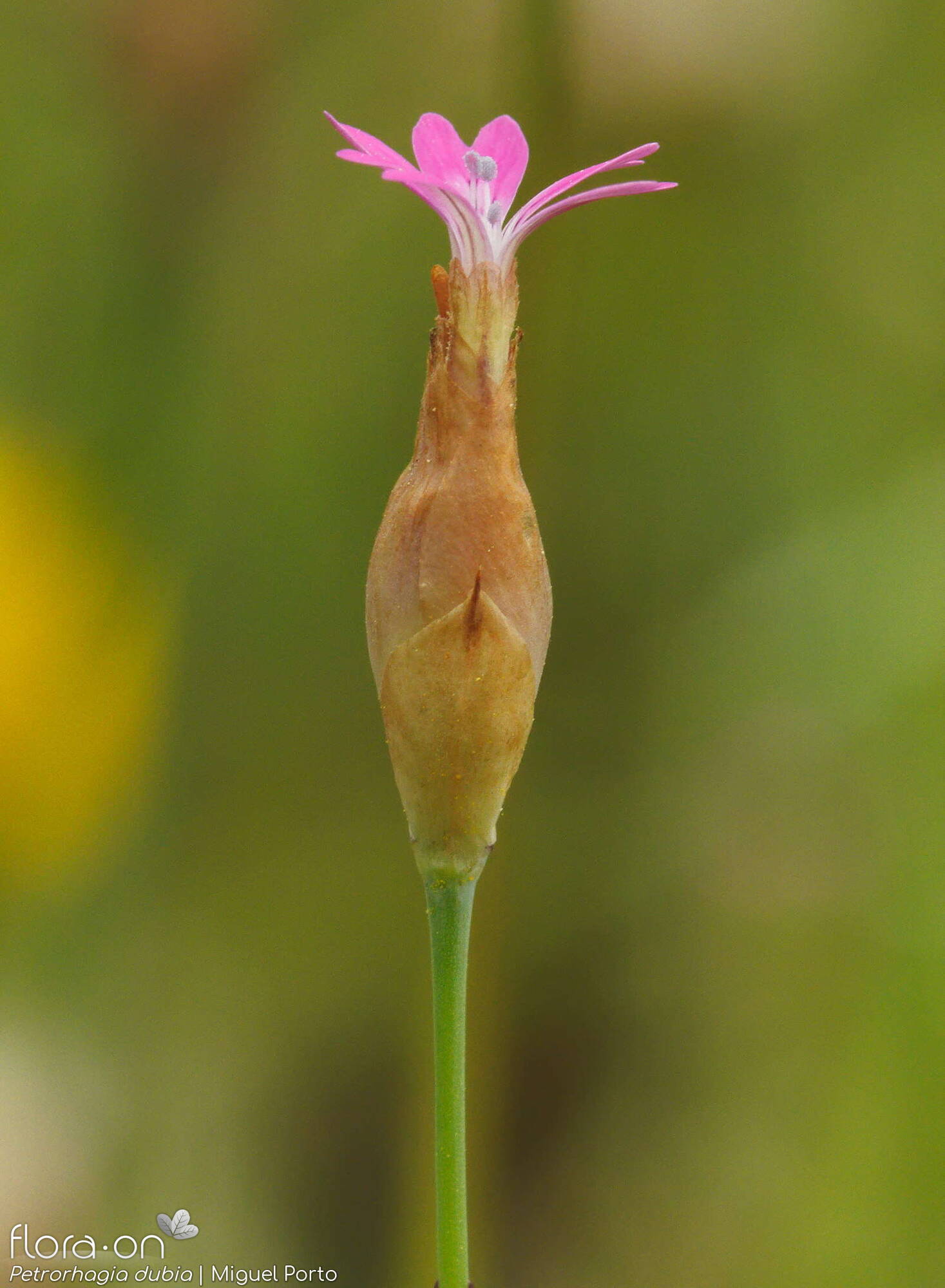 Petrorhagia dubia - Flor (geral) | Miguel Porto; CC BY-NC 4.0