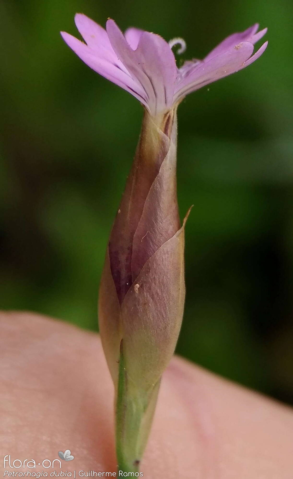 Petrorhagia dubia - Cálice | Guilherme Ramos; CC BY-NC 4.0