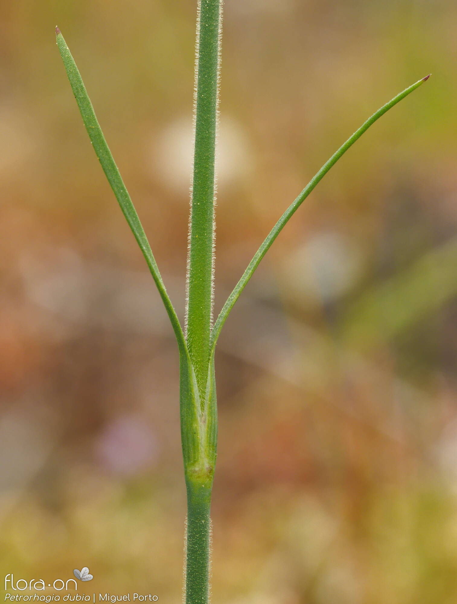 Petrorhagia dubia - Folha | Miguel Porto; CC BY-NC 4.0