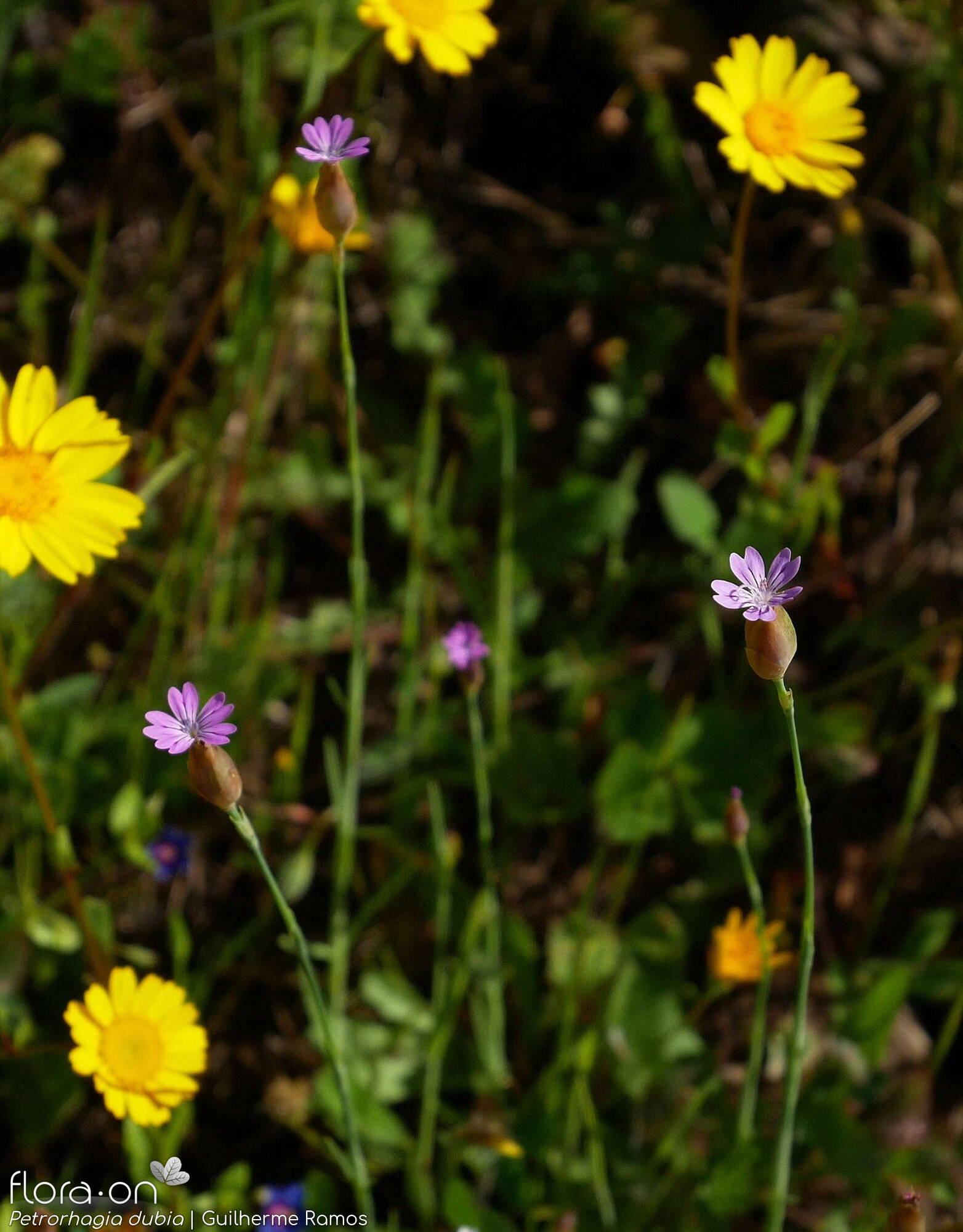 Petrorhagia dubia - Flor (geral) | Guilherme Ramos; CC BY-NC 4.0