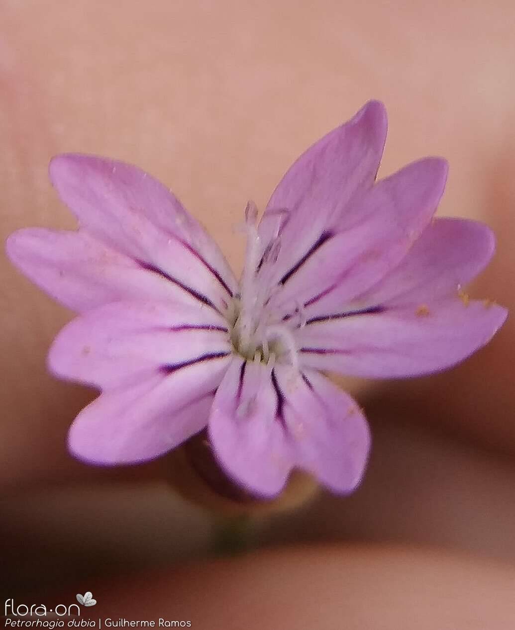 Petrorhagia dubia - Flor (close-up) | Guilherme Ramos; CC BY-NC 4.0