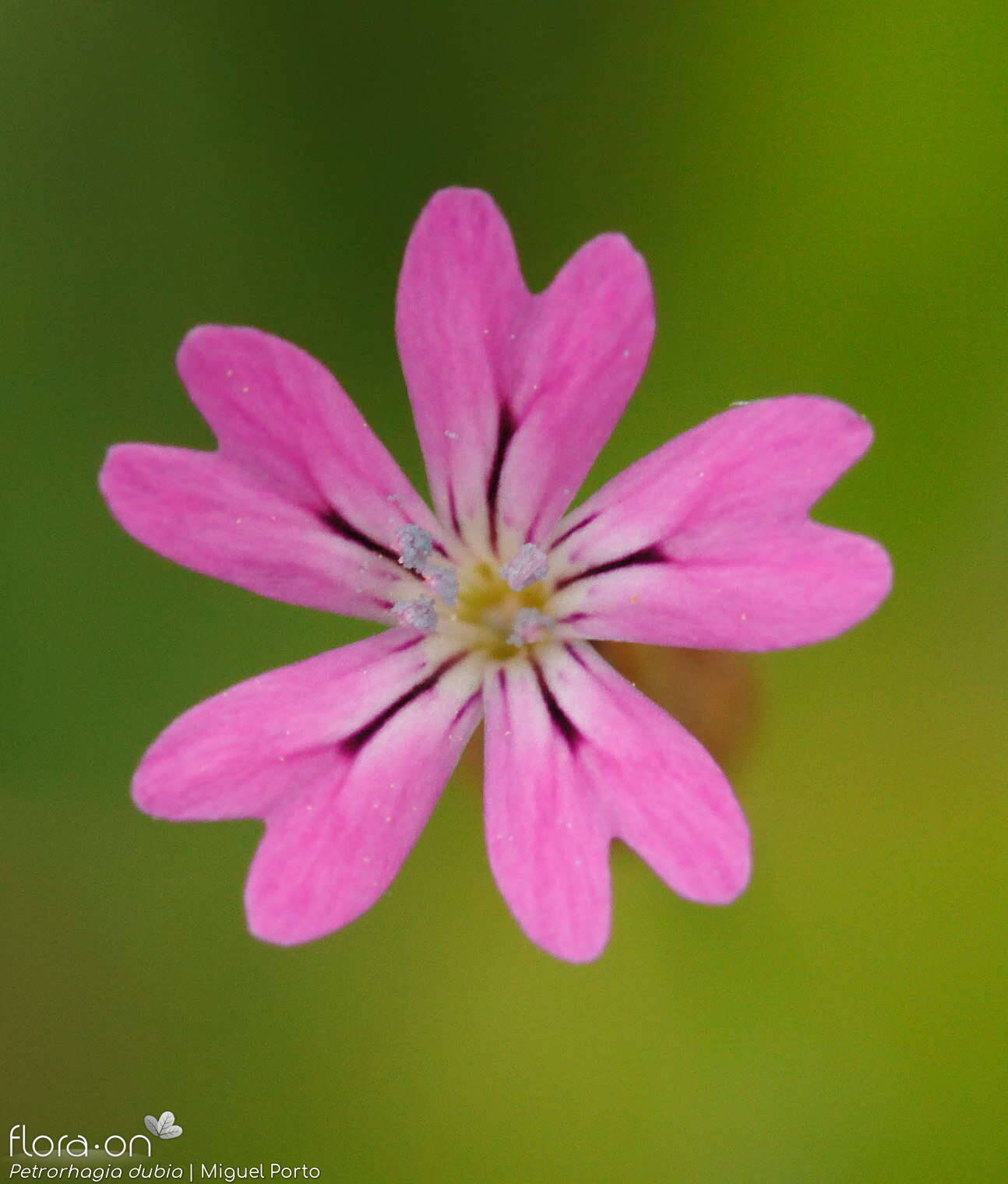 Petrorhagia dubia - Flor (close-up) | Miguel Porto; CC BY-NC 4.0