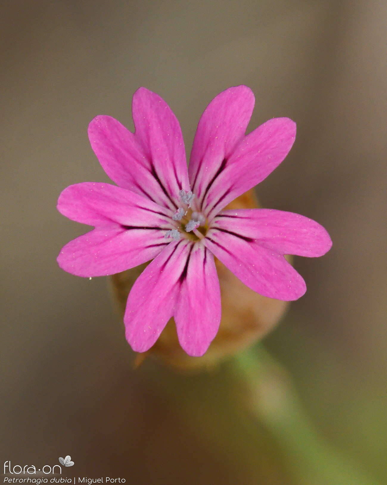 Petrorhagia dubia - Flor (close-up) | Miguel Porto; CC BY-NC 4.0