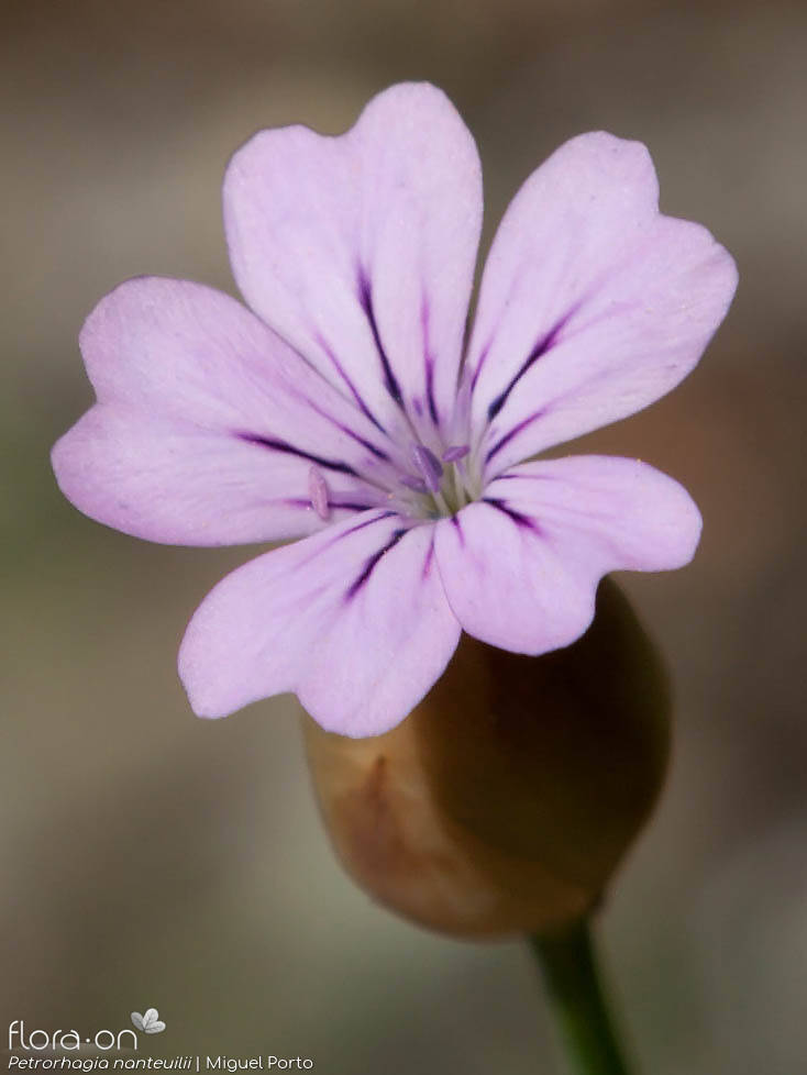 Petrorhagia nanteuilii