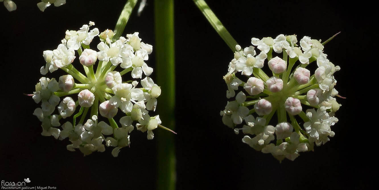 Peucedanum gallicum - Flor (close-up) | Miguel Porto; CC BY-NC 4.0