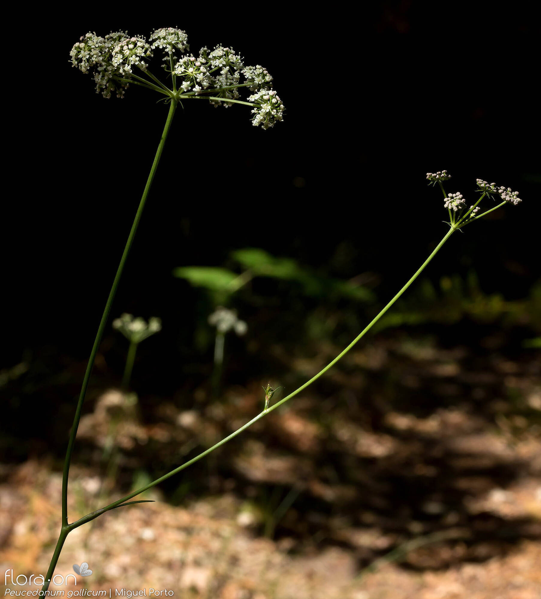 Peucedanum gallicum - Flor (geral) | Miguel Porto; CC BY-NC 4.0