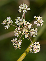 Peucedanum lancifolium