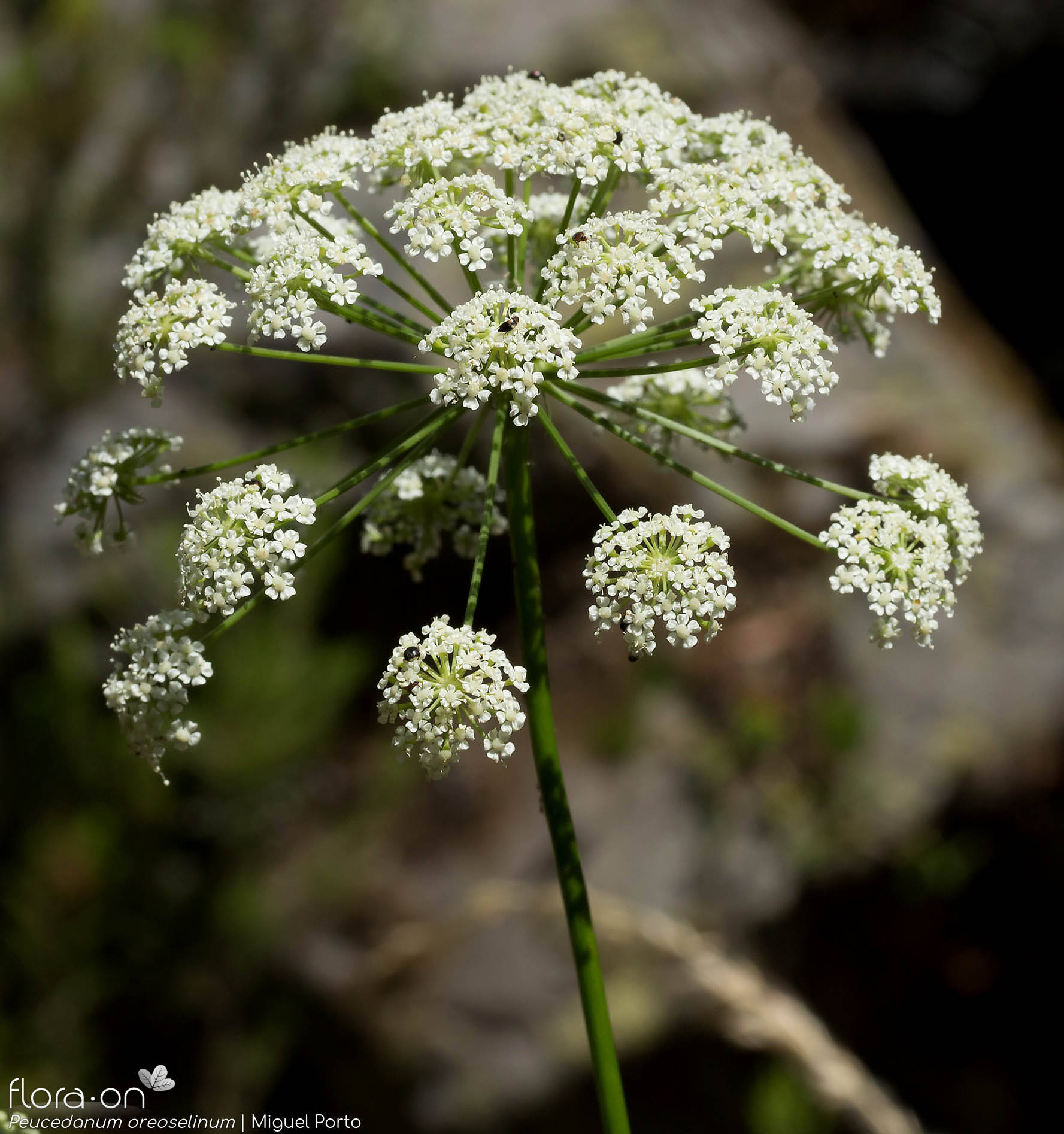Peucedanum oreoselinum - Flor (geral) | Miguel Porto; CC BY-NC 4.0