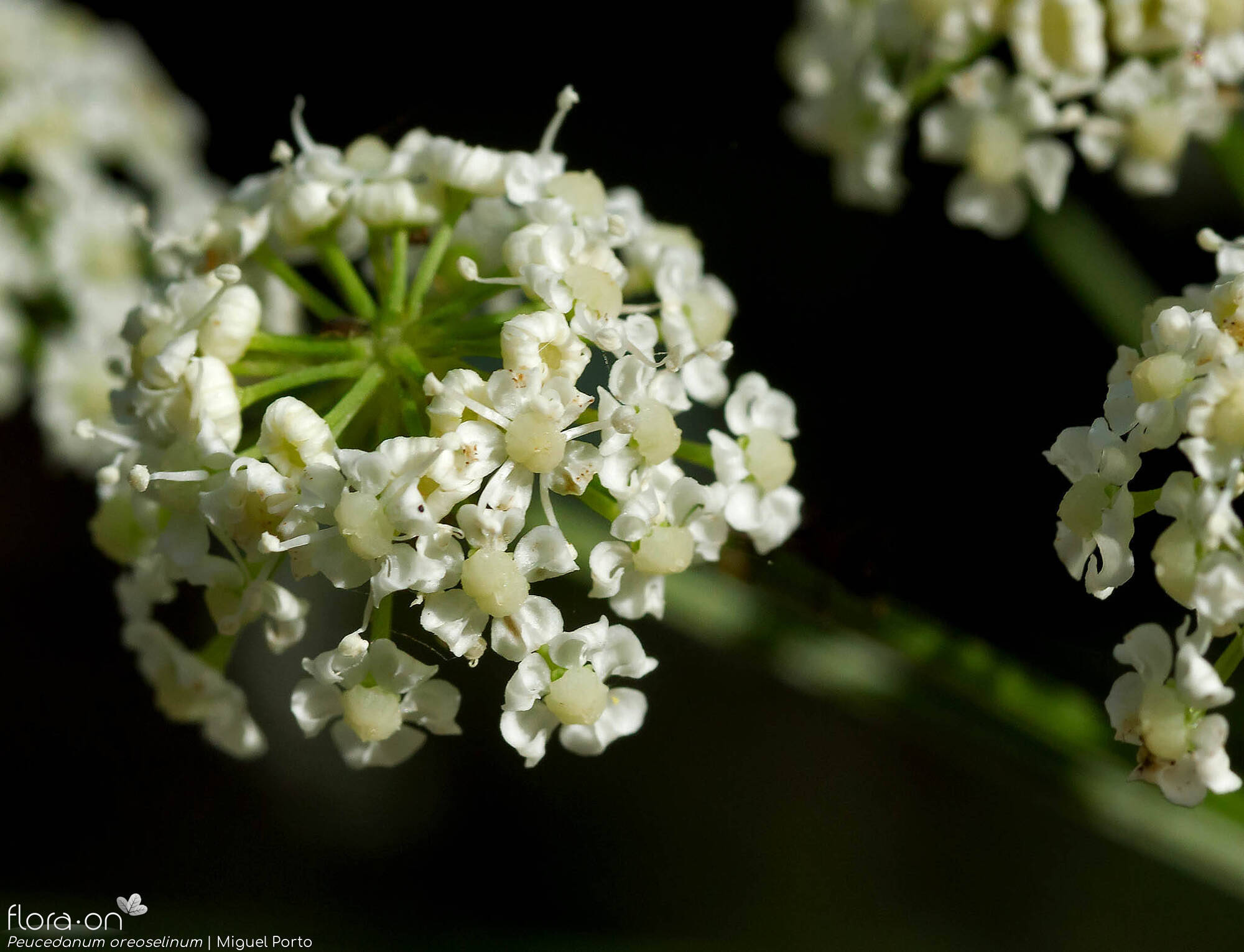 Peucedanum oreoselinum - Flor (close-up) | Miguel Porto; CC BY-NC 4.0