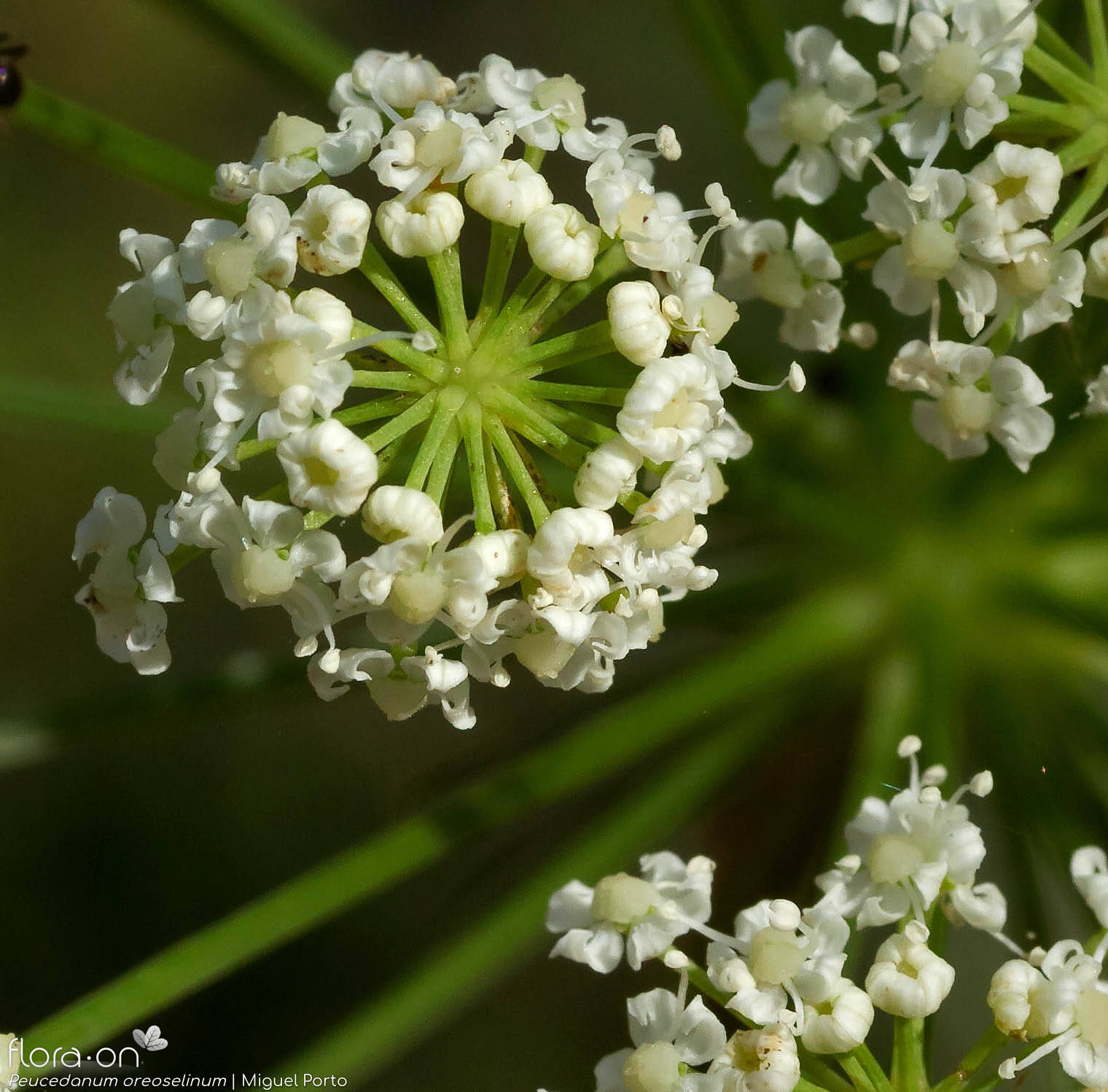 Peucedanum oreoselinum - Flor (close-up) | Miguel Porto; CC BY-NC 4.0