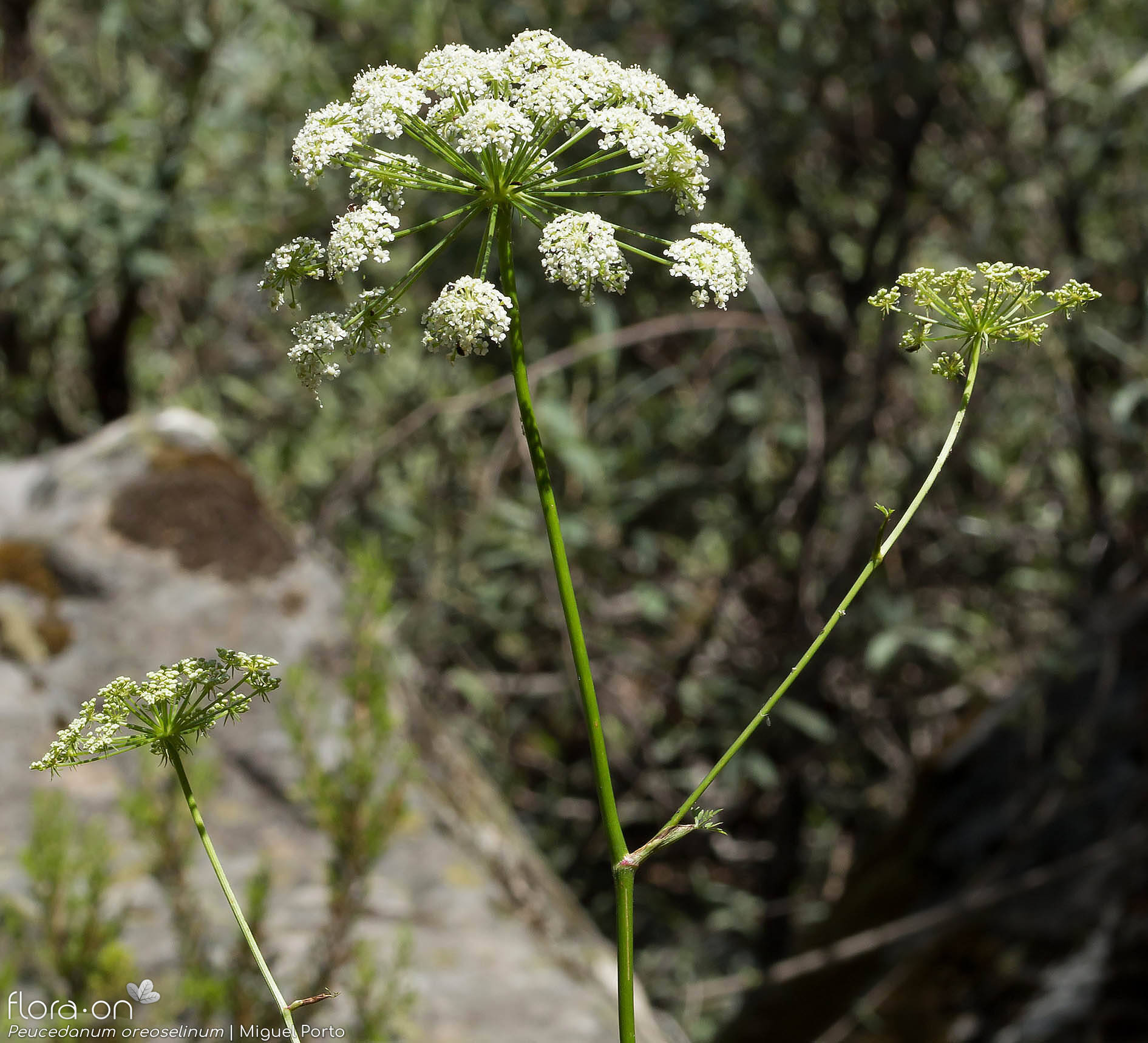 Peucedanum oreoselinum - Flor (geral) | Miguel Porto; CC BY-NC 4.0