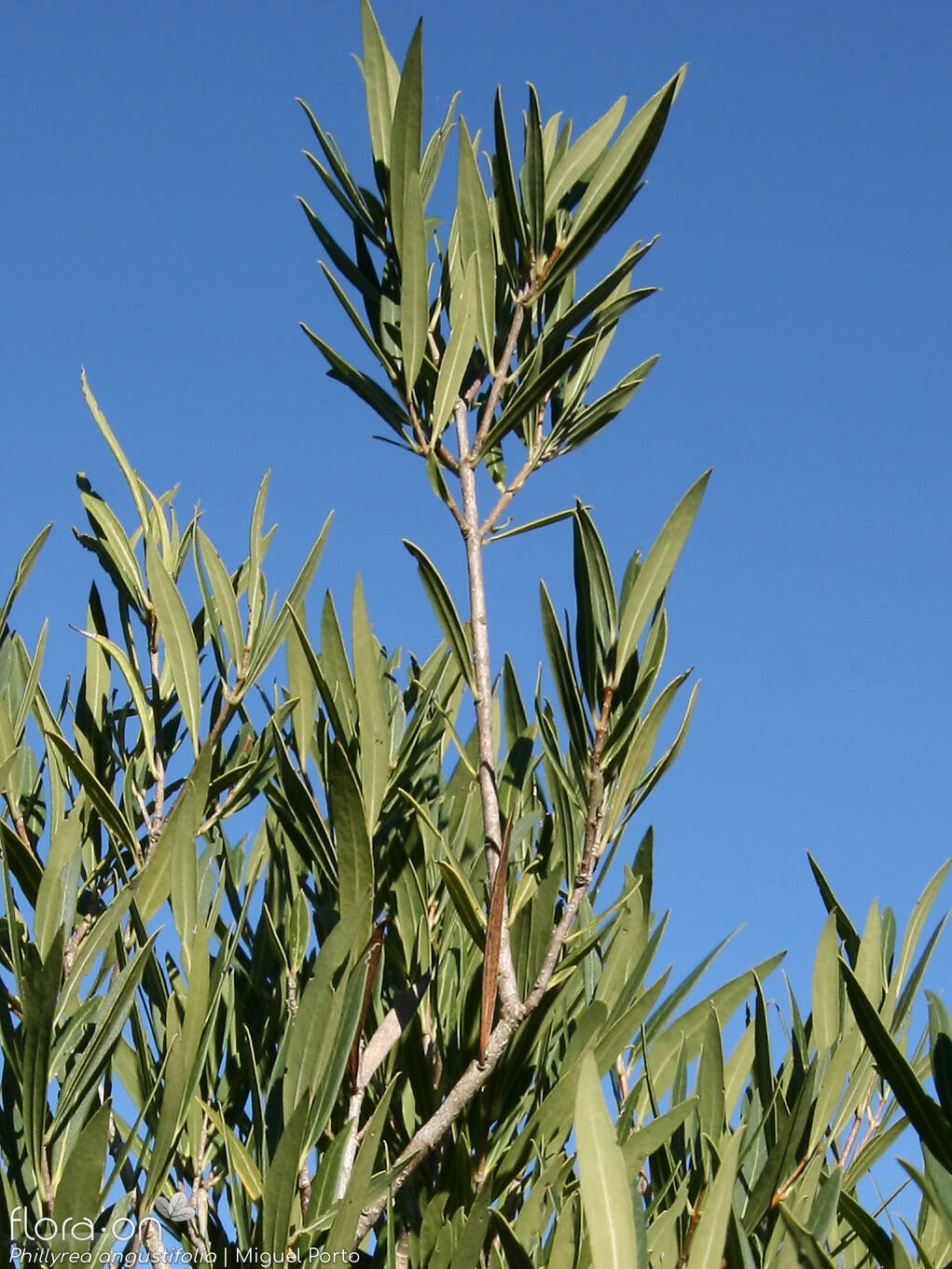 Phillyrea angustifolia - Hábito | Miguel Porto; CC BY-NC 4.0