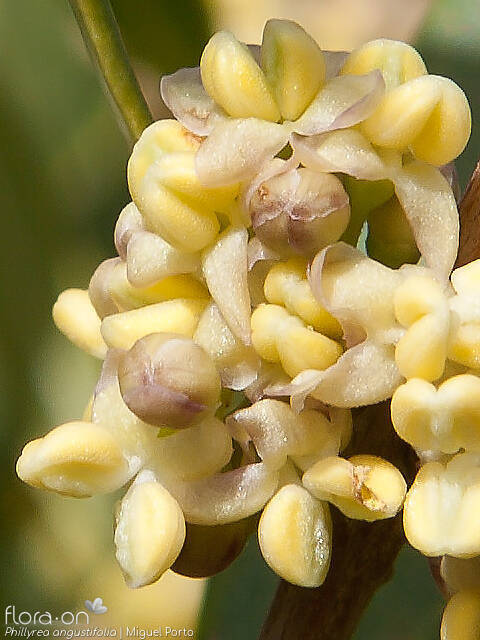 Phillyrea angustifolia - Flor (close-up) | Miguel Porto; CC BY-NC 4.0