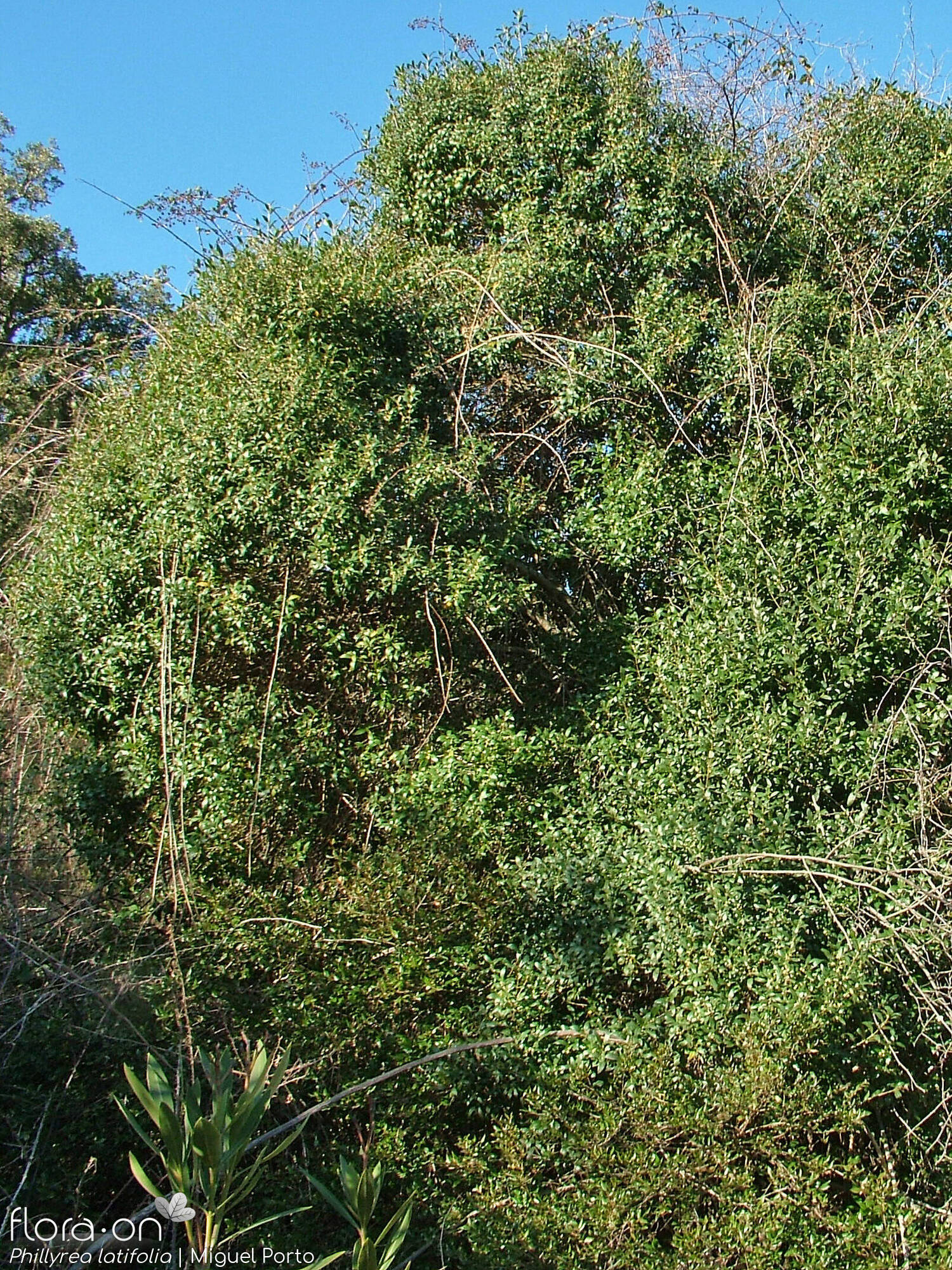 Phillyrea latifolia - Hábito | Miguel Porto; CC BY-NC 4.0