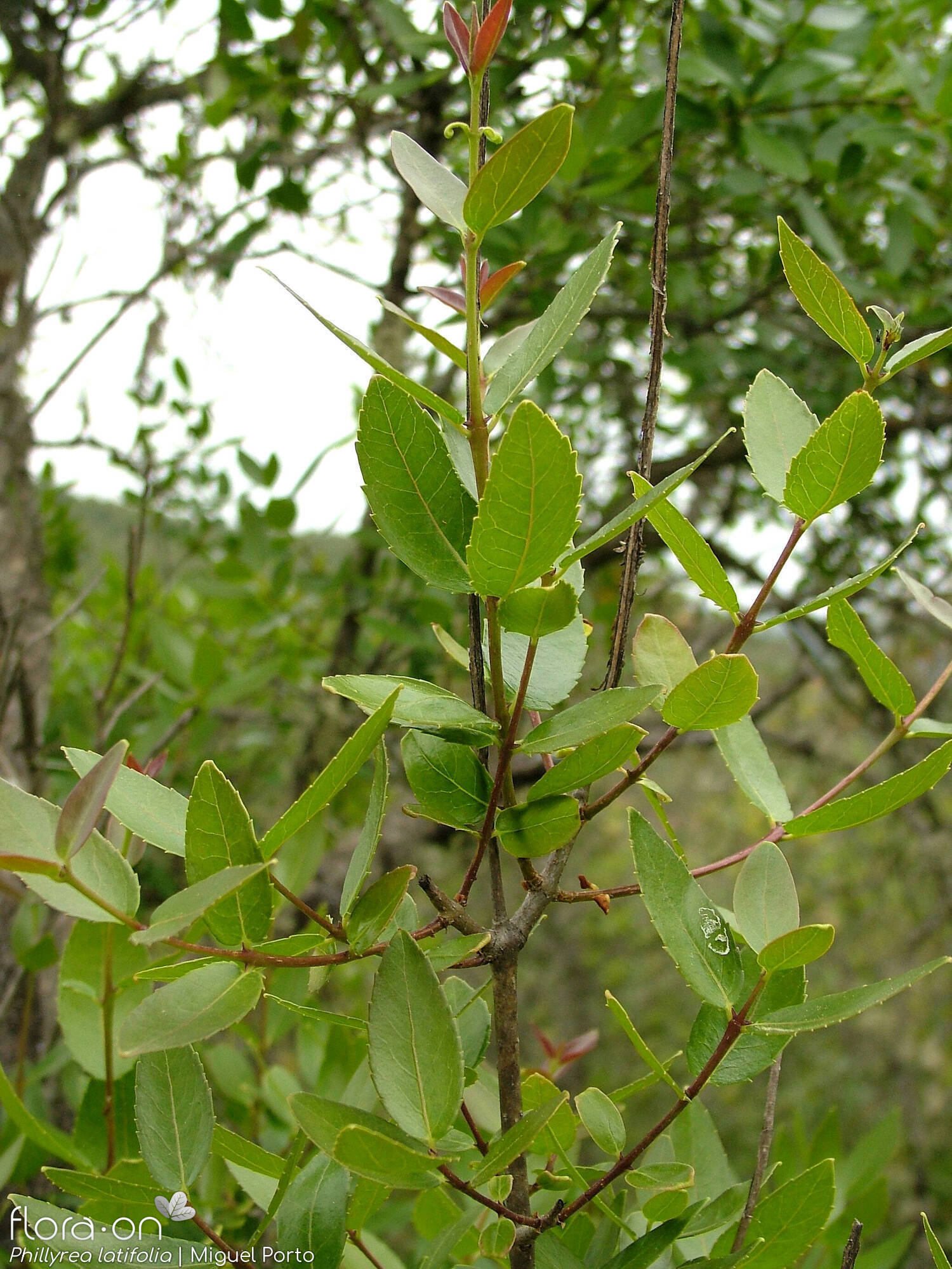Phillyrea latifolia - Ramo | Miguel Porto; CC BY-NC 4.0